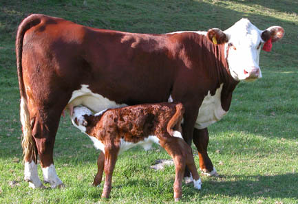 Cow.calf-'05.jpg